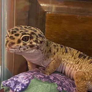 Meet your Posher, Allie